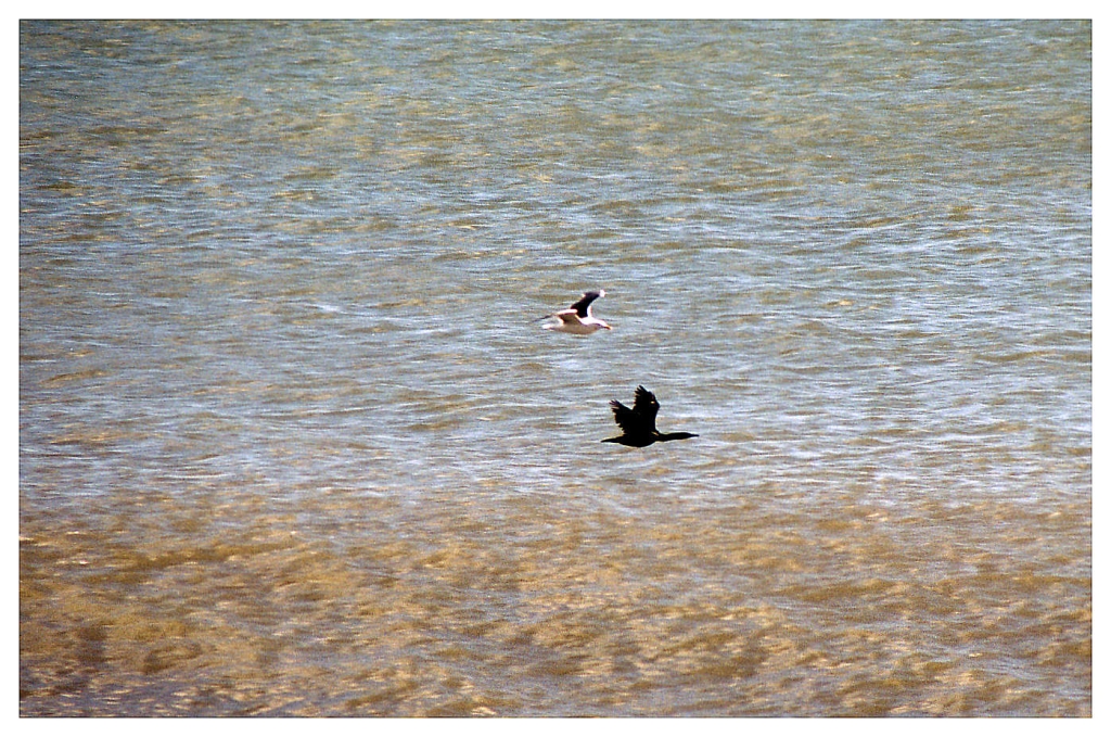 15 - Monterey Bay (1).jpg